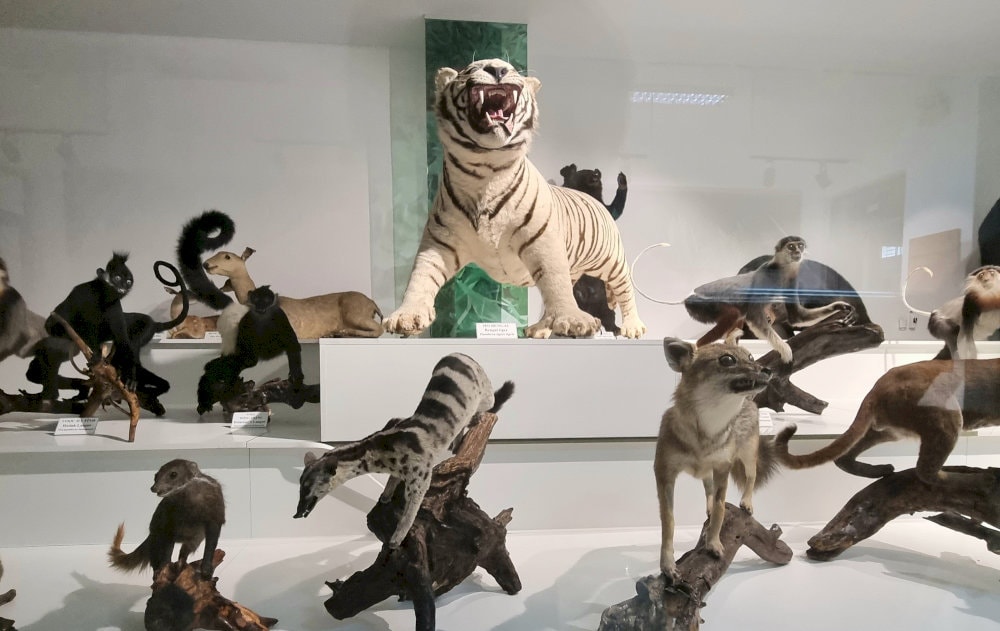 Cuc Phuong Museum currently preserves and displays about 450 specimens of animals, birds, reptiles 